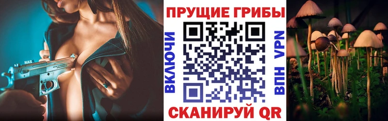 купить закладку  Гатчина  Псилоцибиновые грибы Psilocybe 